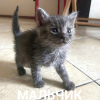 Photo №3. Les chatons ne sont pas des déchets !. Fédération de Russie