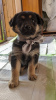 Photo №2 de l'annonce № 102289 de la vente chien bâtard - acheter à Fédération de Russie annonce privée