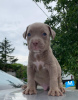 Photo №1. american pit bull terrier - à vendre en ville de Żabalj | négocié | Annonce №63552