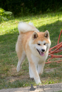 Photo №2 de l'annonce № 7419 de la vente akita (chien) - acheter à Ukraine de la fourrière