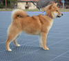 Photo №4. Je vais vendre shiba en ville de Нови Сад. éleveur - prix - négocié