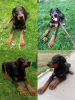 Photos supplémentaires: Chiots dobermans