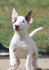 Photo №1. bull terrier - à vendre en ville de Belgrade | négocié | Annonce №122367