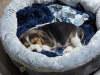 Photos supplémentaires: Magnifiques chiots Beagle. (Homme et Femme)