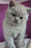 Photo №2 de l'annonce № 108611 de la vente british shorthair - acheter à Allemagne annonce privée, de la fourrière, de l'abri, éleveur