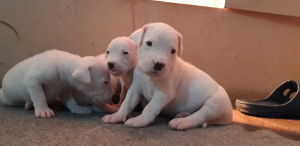 Photos supplémentaires: Chiots Dogo Argentino