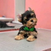 Photo №1. yorkshire terrier - à vendre en ville de Texas City | négocié | Annonce №67536