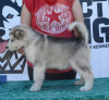 Photo №2 de l'annonce № 105071 de la vente malamute de l'alaska - acheter à Serbie 