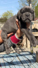 Photo №1. cane corso - à vendre en ville de Châtelet | 615€ | Annonce №55885