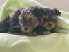 Photo №1. yorkshire terrier - à vendre en ville de Гамбург | 350€ | Annonce №99172