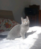 Photo №1. chartreux - à vendre en ville de Paris | négocié | Annonce № 123134