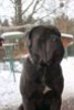 Photo №2 de l'annonce № 10565 de la vente cane corso - acheter à Ukraine annonce privée, éleveur