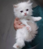 Photo №1. ragdoll - à vendre en ville de Афины | négocié | Annonce № 109870