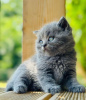 Photo №2 de l'annonce № 98189 de la vente british shorthair - acheter à USA annonce privée