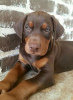 Photo №3. Chiot Doberman. USA