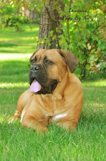 Photos supplémentaires: Première vente de chiots Cane Corso