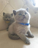 Photo №1. british shorthair - à vendre en ville de Западные Афины | Gratuit | Annonce № 126131