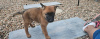 Photo №1. malinois - à vendre en ville de Ljubljana | 250€ | Annonce №117960