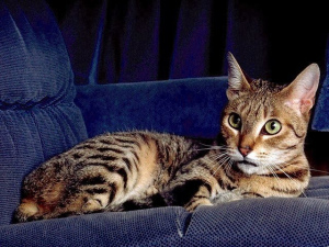 Photo №3. Le plus rare chaton radiant californien en Pologne !!!. Pologne