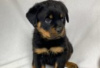 Photo №1. rottweiler - à vendre en ville de Berlin | Gratuit | Annonce №127090