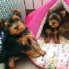 Photo №1. yorkshire terrier - à vendre en ville de Helsinki | 350€ | Annonce №116780