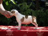 Photos supplémentaires: American Staffordshire Terrier, chiots