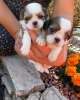 Photo №1. shih tzu - à vendre en ville de Wieluń | négocié | Annonce №106803