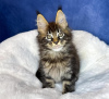 Photo №1. maine coon - à vendre en ville de New york | 284€ | Annonce № 114861