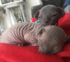 Photo №4. Je vais vendre sphynx en ville de Wolfsburg.  - prix - négocié