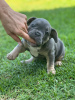 Photos supplémentaires: Chiots à vendre Chiots bouledogues français très mignons