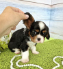 Photo №2 de l'annonce № 105352 de la vente beagle - acheter à Allemagne éleveur