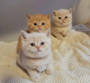 Photo №1. british shorthair - à vendre en ville de New york | 237€ | Annonce № 89610