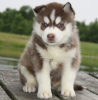 Photo №1. husky de sibérie - à vendre en ville de Rothenburg ob der Tauber | 350€ | Annonce №119004