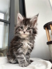 Photos supplémentaires: Adorables chatons Maine coon disponibles maintenant