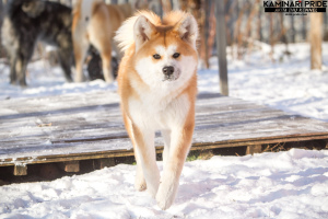 Photo №2 de l'annonce № 3911 de la vente akita (chien) - acheter à Fédération de Russie de la fourrière, éleveur