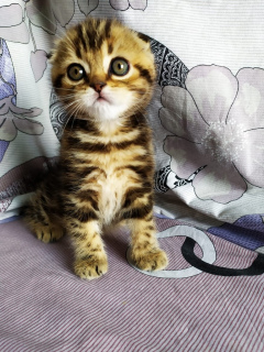 Photo №1. scottish fold - à vendre en ville de Donetsk | 550€ | Annonce № 6291