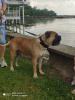 Photo №1. bullmastiff - à vendre en ville de Subotica | 500€ | Annonce №105253