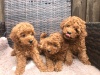 Photo №3. De jolis chiots caniches jouets disponibles en adoption gratuite. Allemagne