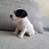 Photo №2 de l'annonce № 127628 de la vente jack russell terrier - acheter à Allemagne 