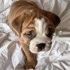 Photo №2 de l'annonce № 65027 de la vente bulldog anglais - acheter à Allemagne annonce privée, de la fourrière