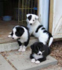 Photo №1. border collie - à vendre en ville de Дублин | 250€ | Annonce №117842