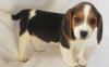 Photo №1. beagle - à vendre en ville de Гаага | Gratuit | Annonce №123929