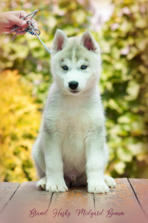 Photo №2 de l'annonce № 2596 de la vente husky de sibérie - acheter à Fédération de Russie de la fourrière