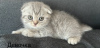 Photo №1. scottish fold - à vendre en ville de Daugavpils | négocié | Annonce № 114538