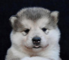 Photos supplémentaires: Chiots Malamute d'Alaska