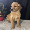 Photo №1. golden retriever - à vendre en ville de Texas City | 473€ | Annonce №105249