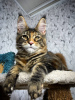 Photo №1. maine coon - à vendre en ville de Франкфурт-на-Майне | 400€ | Annonce № 97765