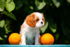 Photo №3. Mignons chiots Cavalier King Charles Spaniel. Allemagne