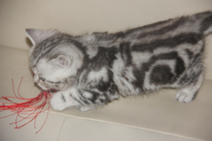 Photo №3. chat en marbre britannique. Fédération de Russie