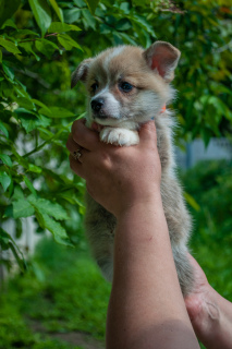 Photo №4. Je vais vendre welsh corgi en ville de Donetsk. éleveur - prix - 769€